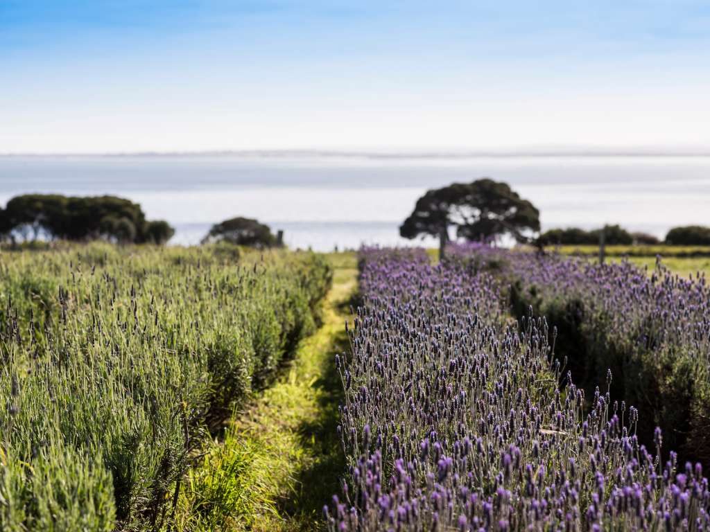 Churchill Island Garden.jpg